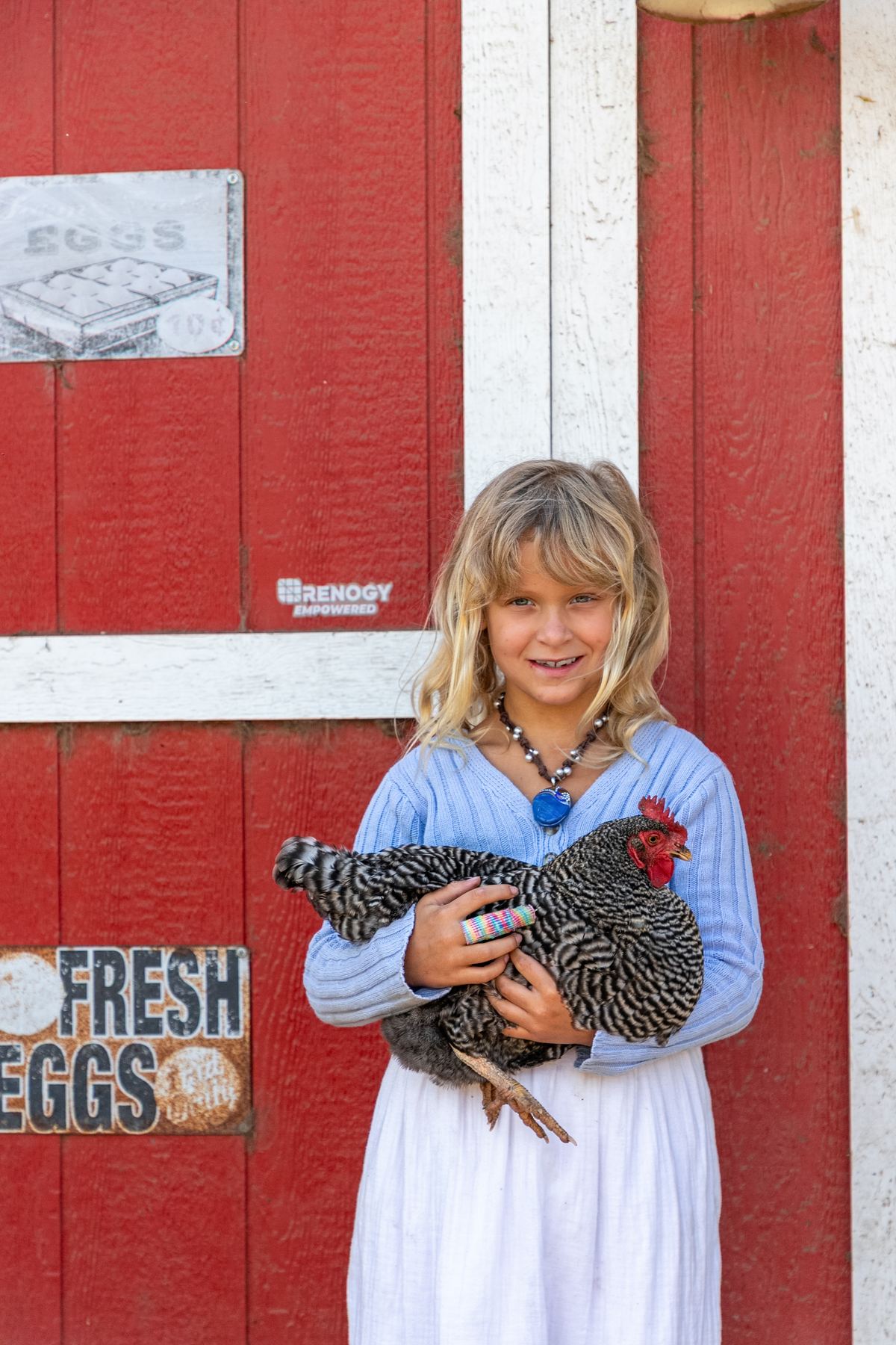 A child holding a hen in the yard behind the barn.